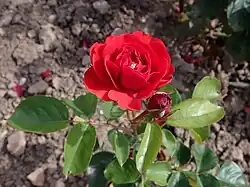 'Signal Red', voor 1949