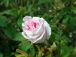 'Soeur Marthe' (Vibert, 1848)