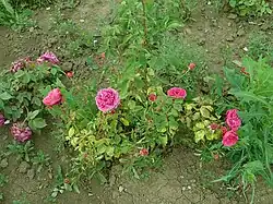 'Souvenir de Mme. Bruel' (Levet, 1889)