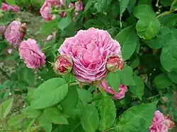 'Souvenir de Nemours' (Hervé, voor 1869)