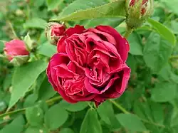 'Souvenir de Pierre Vibert' (Robert & Moreau, 1867)