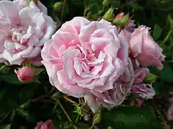 'Souvenir du Président Lincoln' (Moreau-Robert, 1865)