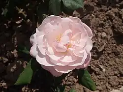 'Sweet Repose', voor 1955