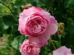 'Victor Parmentier' (Louis-Joseph-Ghislain Parmentier, 1847)