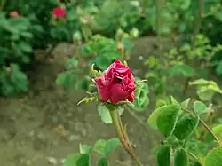 'Violacée' (Soupert & Notting, 1876)