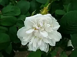 'White Bath' (Salter, 1807)