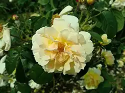 Yellow Moss (Walter, 1931)