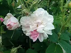 'York and Lancaster' (onbekend, voor 1551)