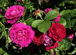 'Zigeunerknabe' (Geschwind, 1909)