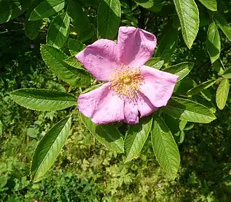 Beklierde heggenroos