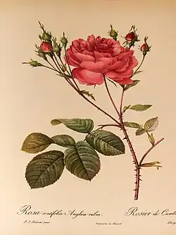 Rosa centifolia Anglica rubra (Verenigd Koninkrijk, voor 1779)