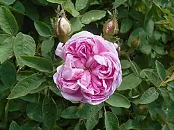 'Catherine de Wurttemberg' (Robert, 1843)