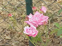 Rosa chinensis
