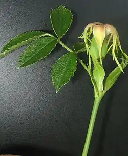 Kelkbladen na de bloei