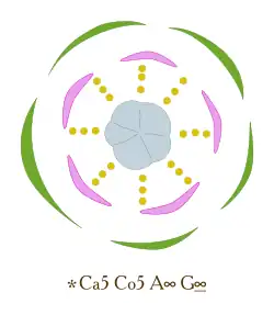 Rosa, vijftallige bloemknop met open (apert) knopligging