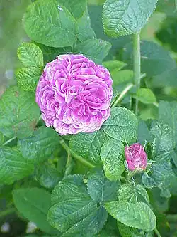 Rosa gallica
