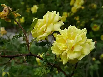 Rosa hemisphaerica