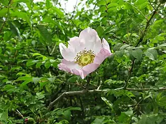 Rosa hirtula