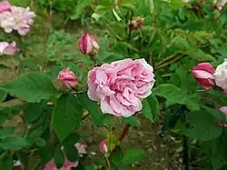 'L'Heritieranea' (onbekend, voor 1820)