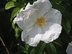 'Walter Butt' (onbekend, 1905)