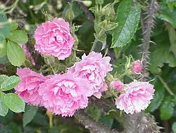 Rosa rugosa