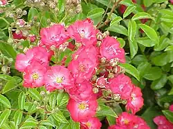 'Fairy Prince' (Harkness, 1981)