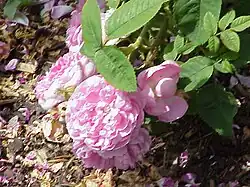 'Jean Bodin' (Vibert, 1847)