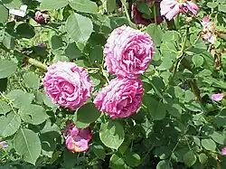 'Madame Nobécourt' (Moreau-Robert, 1893)