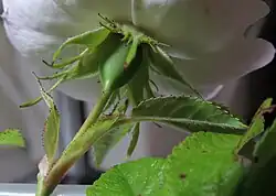 Kelk- en veerspletige bijkelkbladen