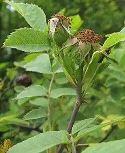 Kelkbladen kort na de bloei