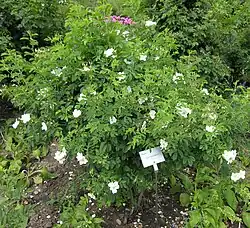 Struik Rosa tomentosa