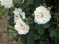 'Maxima' (onbekend, voor 1320)