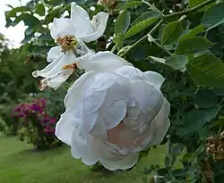 'Ännchen von Tharau' (Rudolf Geschwind, voor 1885)