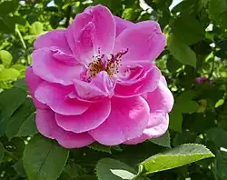 'Griseldis' (Geschwind, 1895)