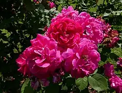 'Sir Joseph Paxton' (Laffay, 1852)