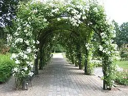 Boog in het Rosarium. Het Rosarium van Winschoten is het grootste van Nederland.