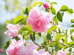 'Blush Boursault' (Mauget, voor 1824)