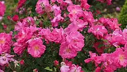 'Saskia' (voor 1960)