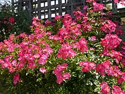 'Wintoniensis' (Hillier, 1928)