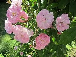 'Dentelle de Malines', 1986