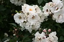 'Jacqueline Humery', 1995