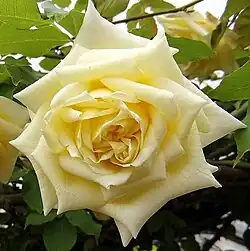 'Maréchal Niel' (Pradel, 1863)