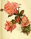 'Marie d'Orléans' (1884)