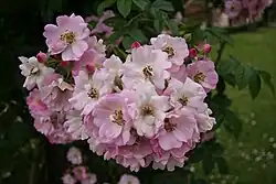 'Miss Helyett', 1909