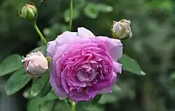 'Pavillon de Pregny' (Guillot, 1863)