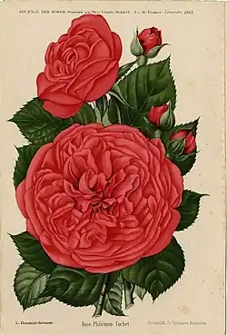 'Philémon Cochet' (Cochet, 1895)