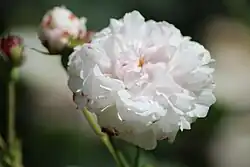 Léda' (Deschiens, 1826)