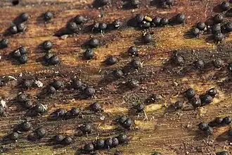 Afgeplat tepelkogeltje