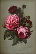 rozen, ca. 1867