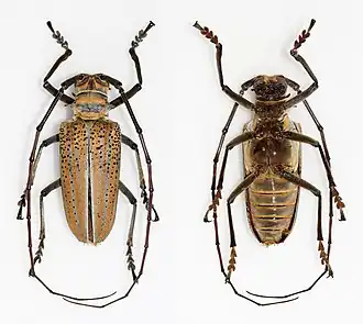 Rosenbergia drumonti